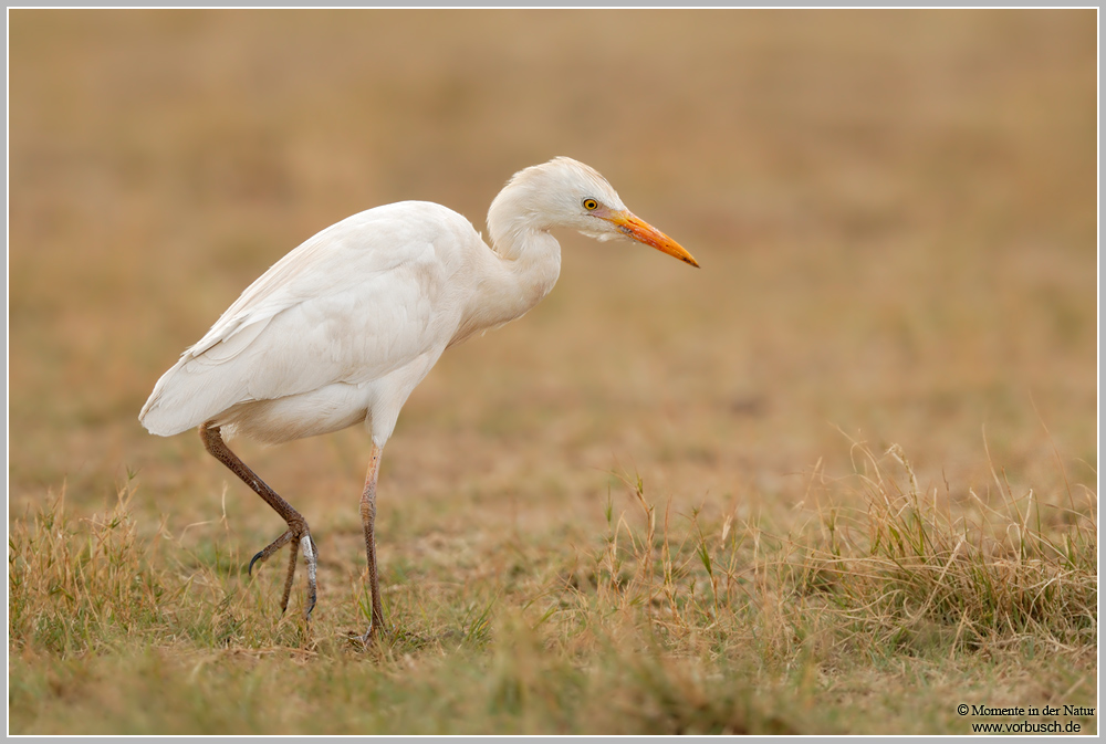 Kuhreiher-(Ardeola-ibis)5.jpg