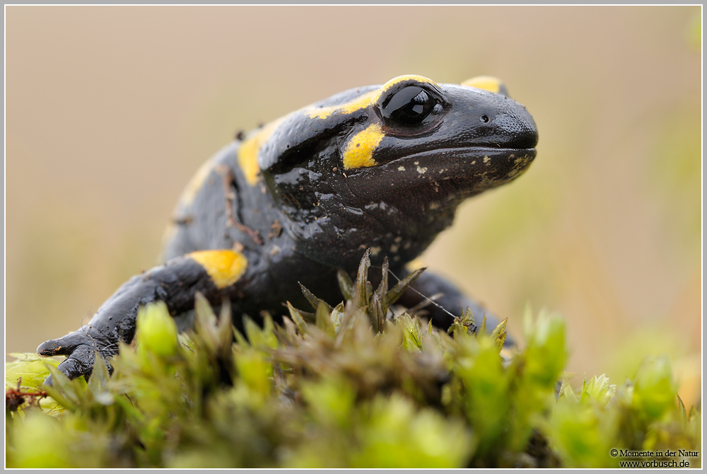 Feuersamamander-(Salamandra-salamandra)3.jpg