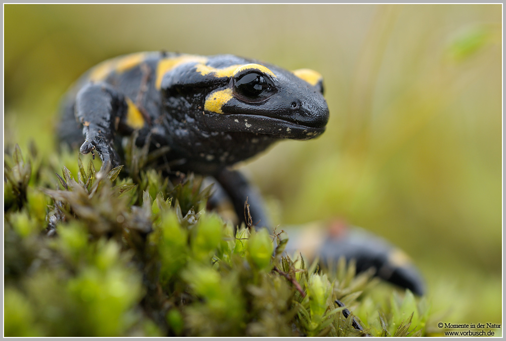 Feuersamamander-(Salamandra-salamandra)4.jpg