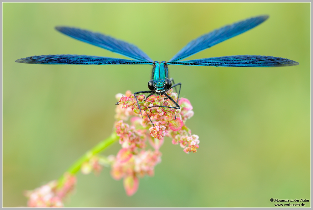 Blauflügel-Prachtlibelle-(Calopteryx-virgo)4.jpg