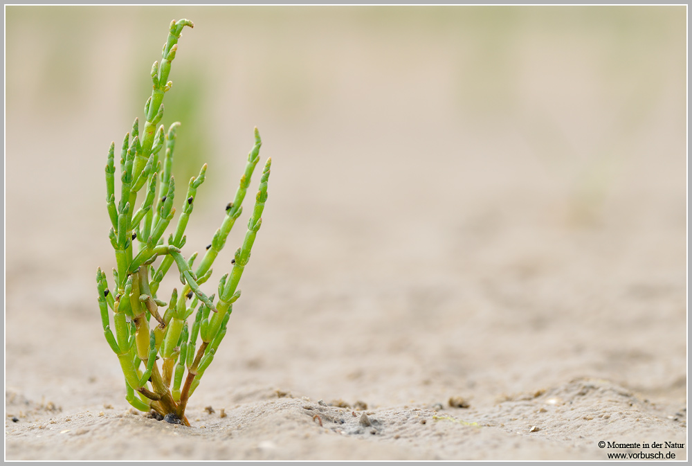 Europäischer-Queller-(Salicornia-europaea).jpg