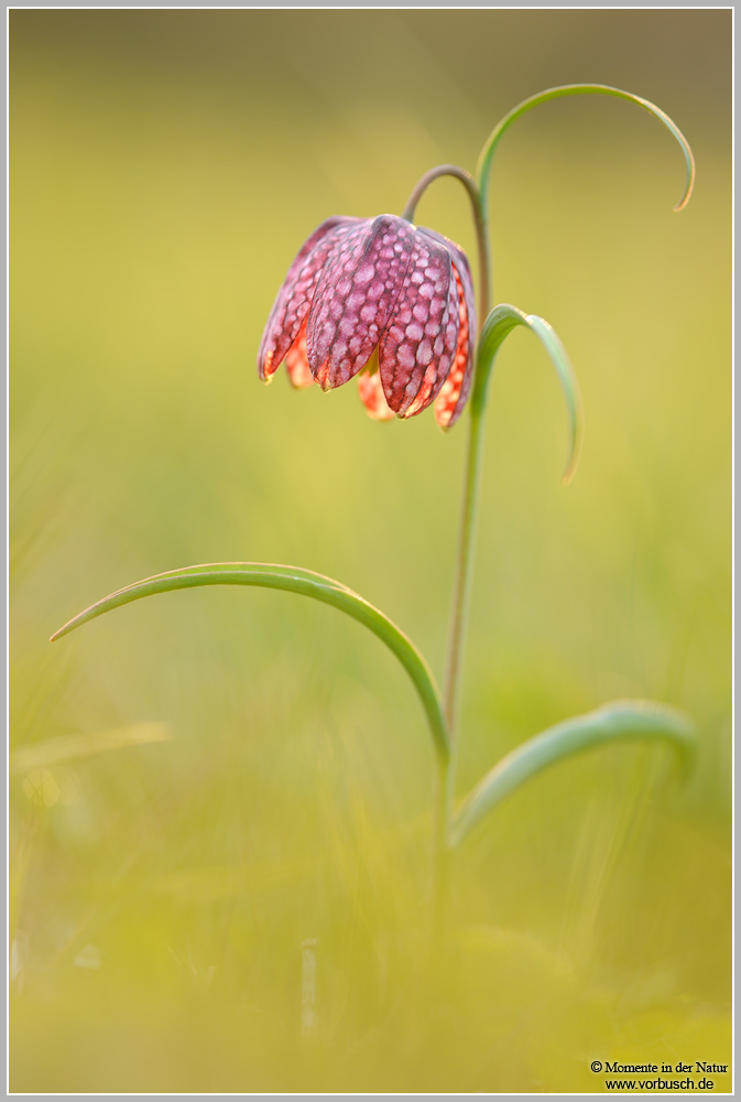 Schachblume-(Fritillaria-meleagris)3.jpg