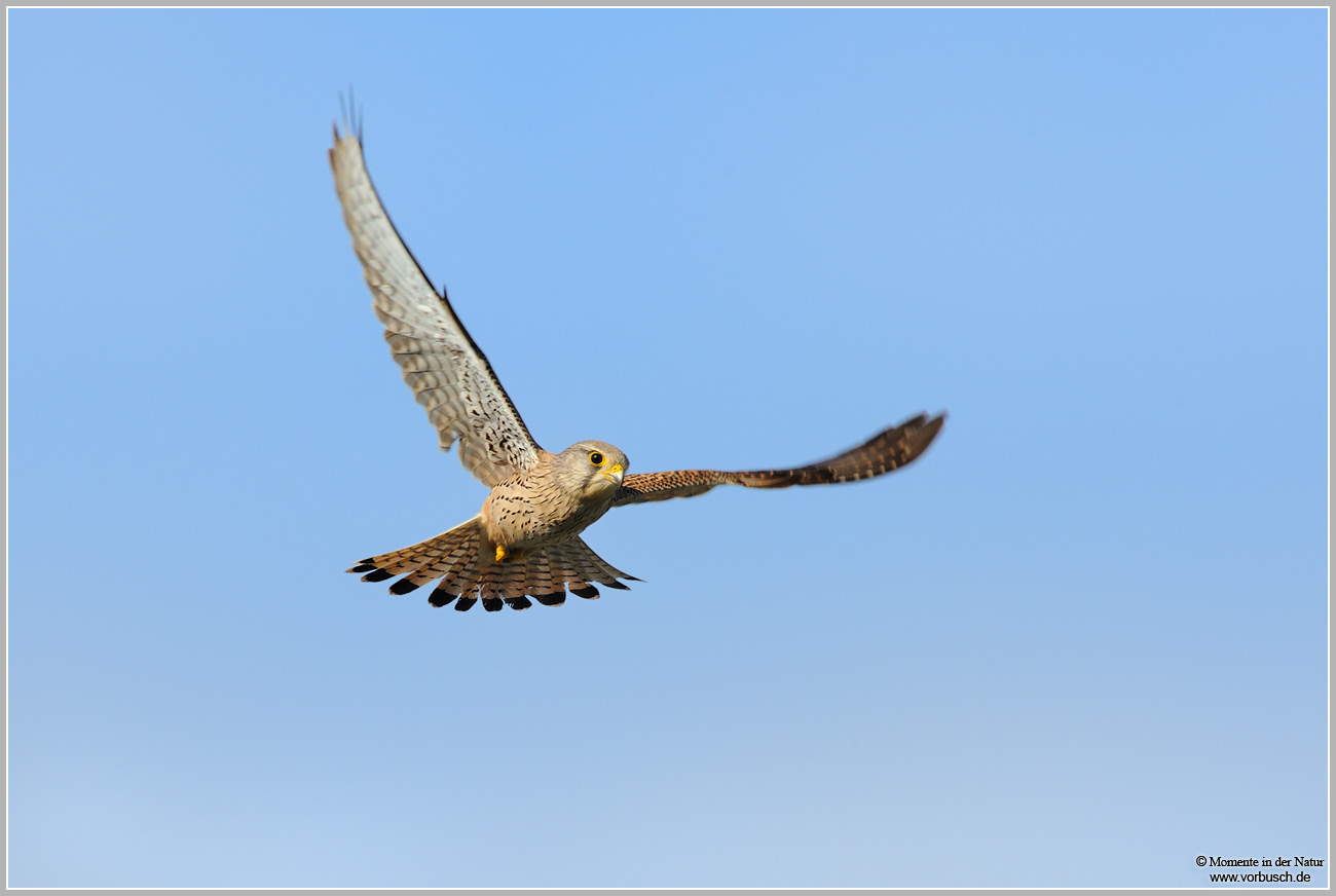 Turmfalke-(Falco-tinnunculus)2.jpg