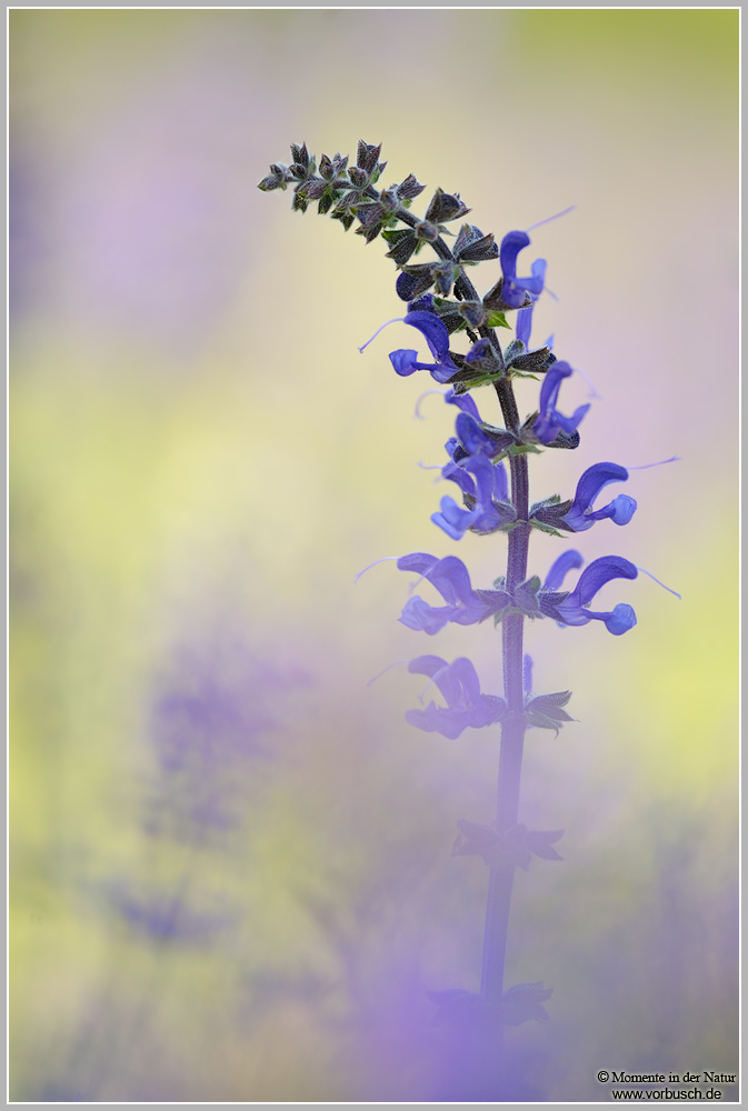 Wiesensalbei (Salvia pratensis)