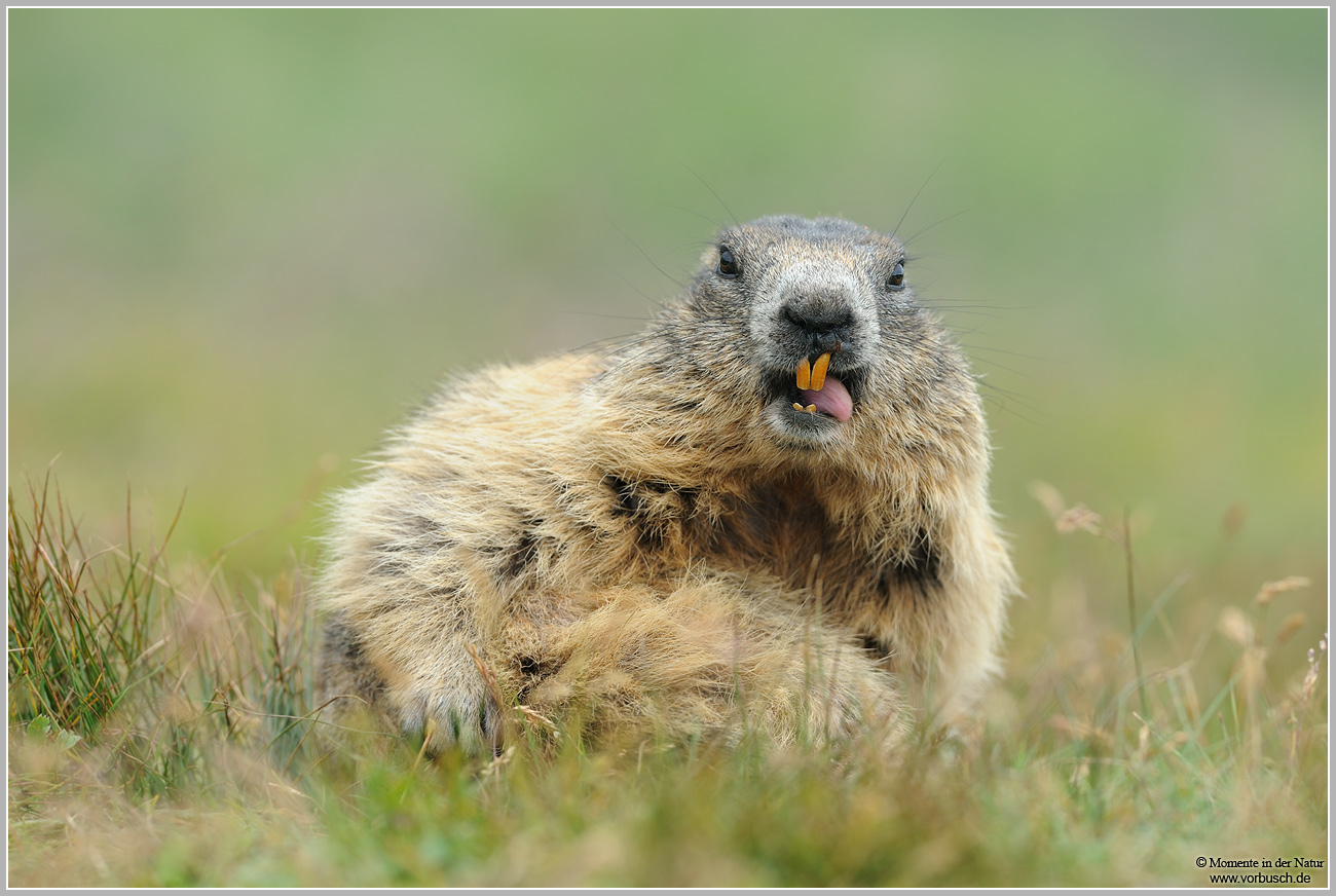 Alpenmurmeltier-(Marmota-marmota)2.jpg
