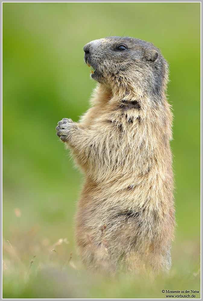 Alpenmurmeltier-(Marmota-marmota)3.jpg