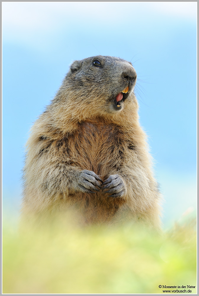 Alpenmurmeltier-(Marmota-marmota)4.jpg