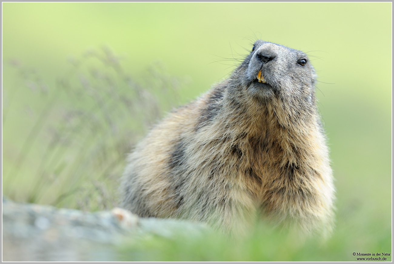 Alpenmurmeltier-(Marmota-marmota)6.jpg