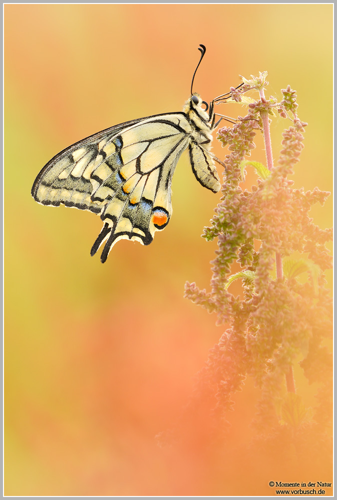 Schwalbenschwanz-(Papilio-machaon)~0.jpg