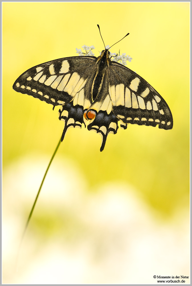Schwalbenschwanz-(Papilio-machaon)2.jpg