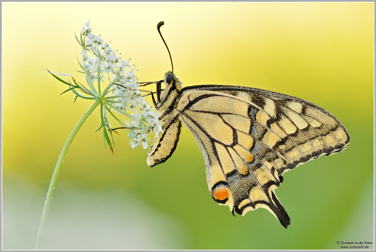 Schwalbenschwanz-(Papilio-machaon)4.jpg