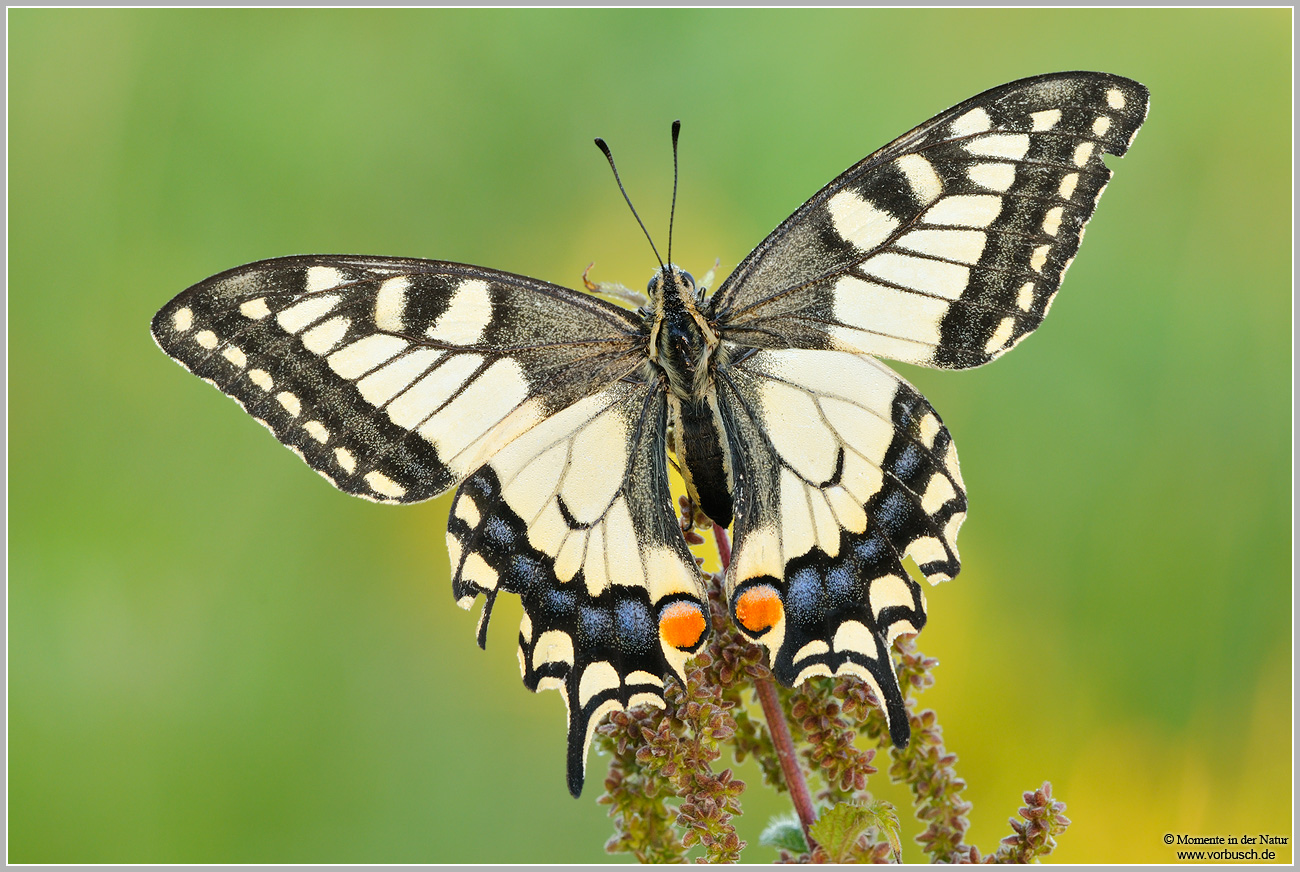 Schwalbenschwanz-(Papilio-machaon)5.jpg