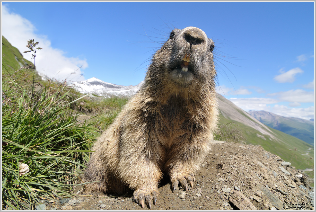 Alpenmurmeltier-(Marmota-marmota)8.jpg