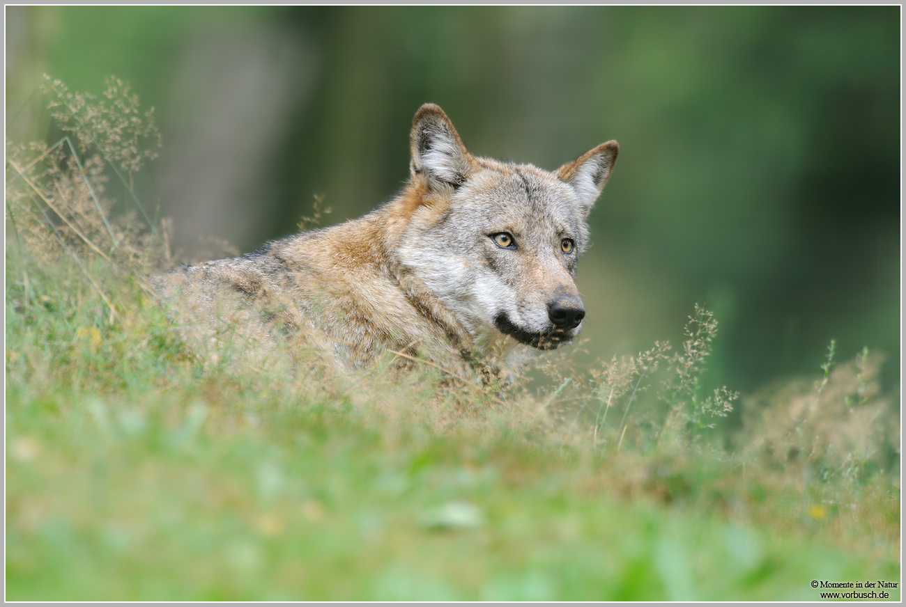 Wolf-(Canis-lupus).jpg