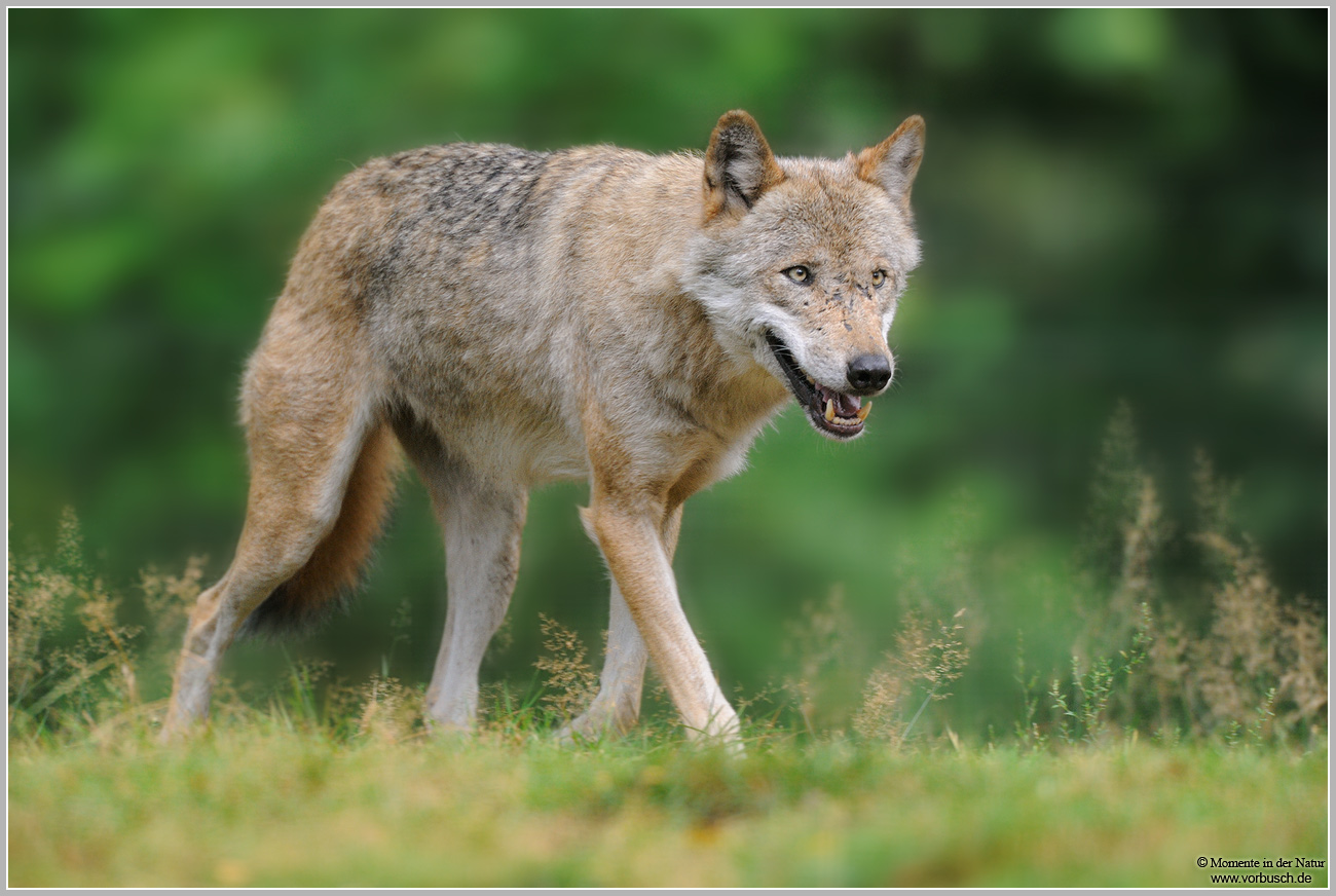 Wolf-(Canis-lupus)2.jpg