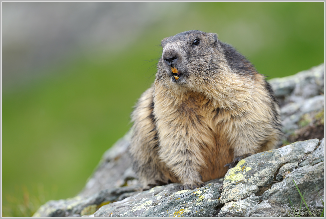 Alpenmurmeltier-(Marmota-marmota)9.jpg