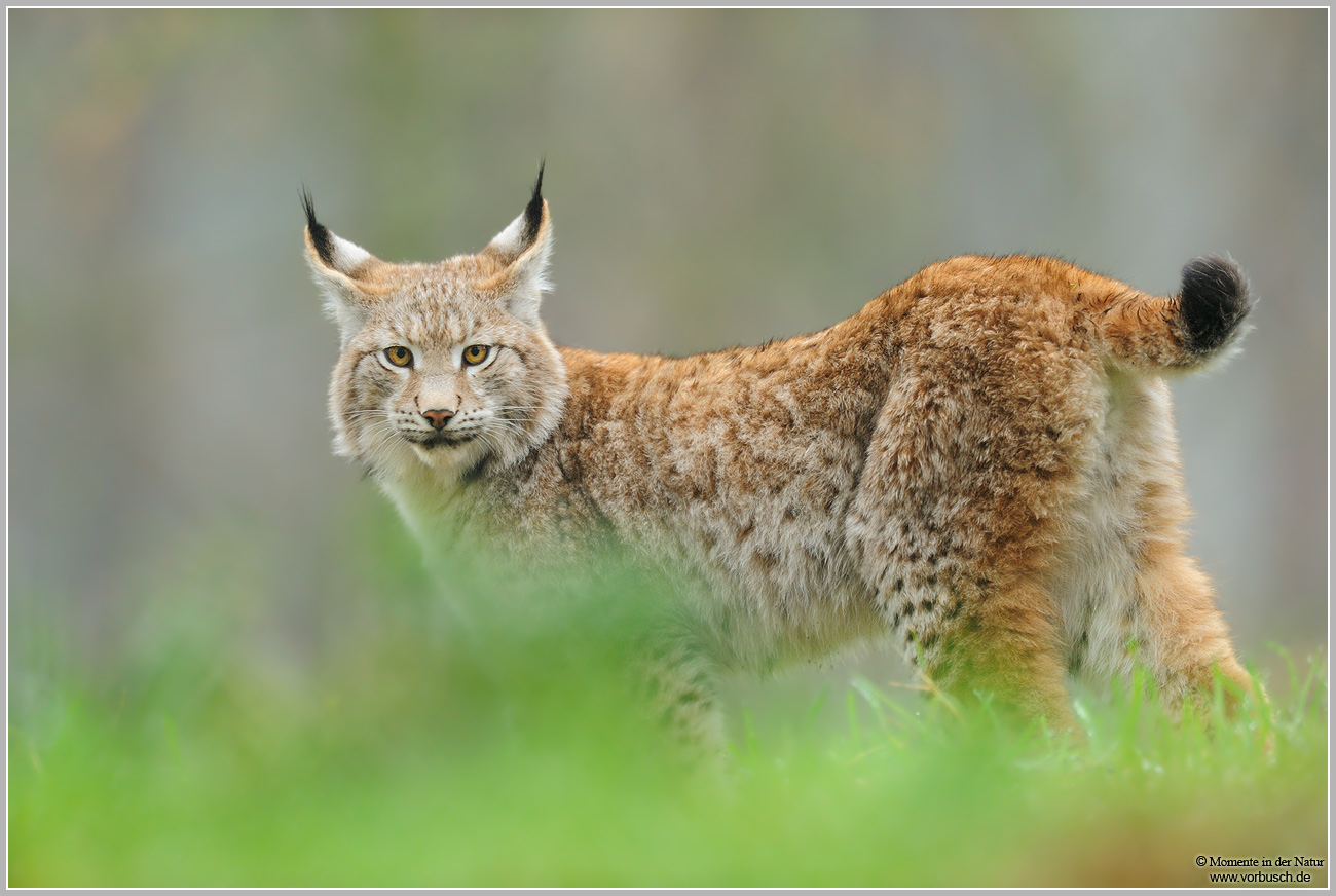 Luchs-(Lynx-Iynx)21.jpg