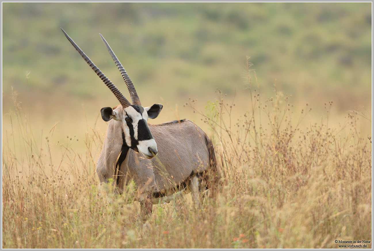 Orix (Oryx gazella)