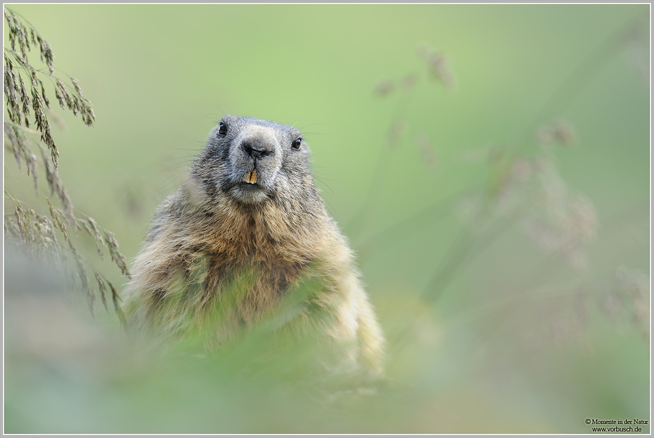 Alpenmurmeltier-(Marmota-marmota)10.jpg