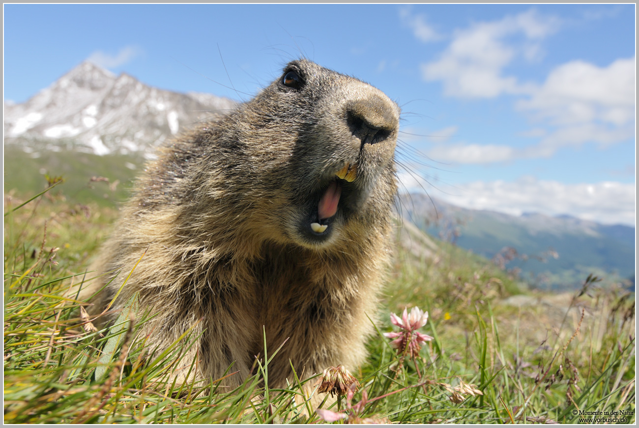 Alpenmurmeltier-(Marmota-marmota)11.jpg