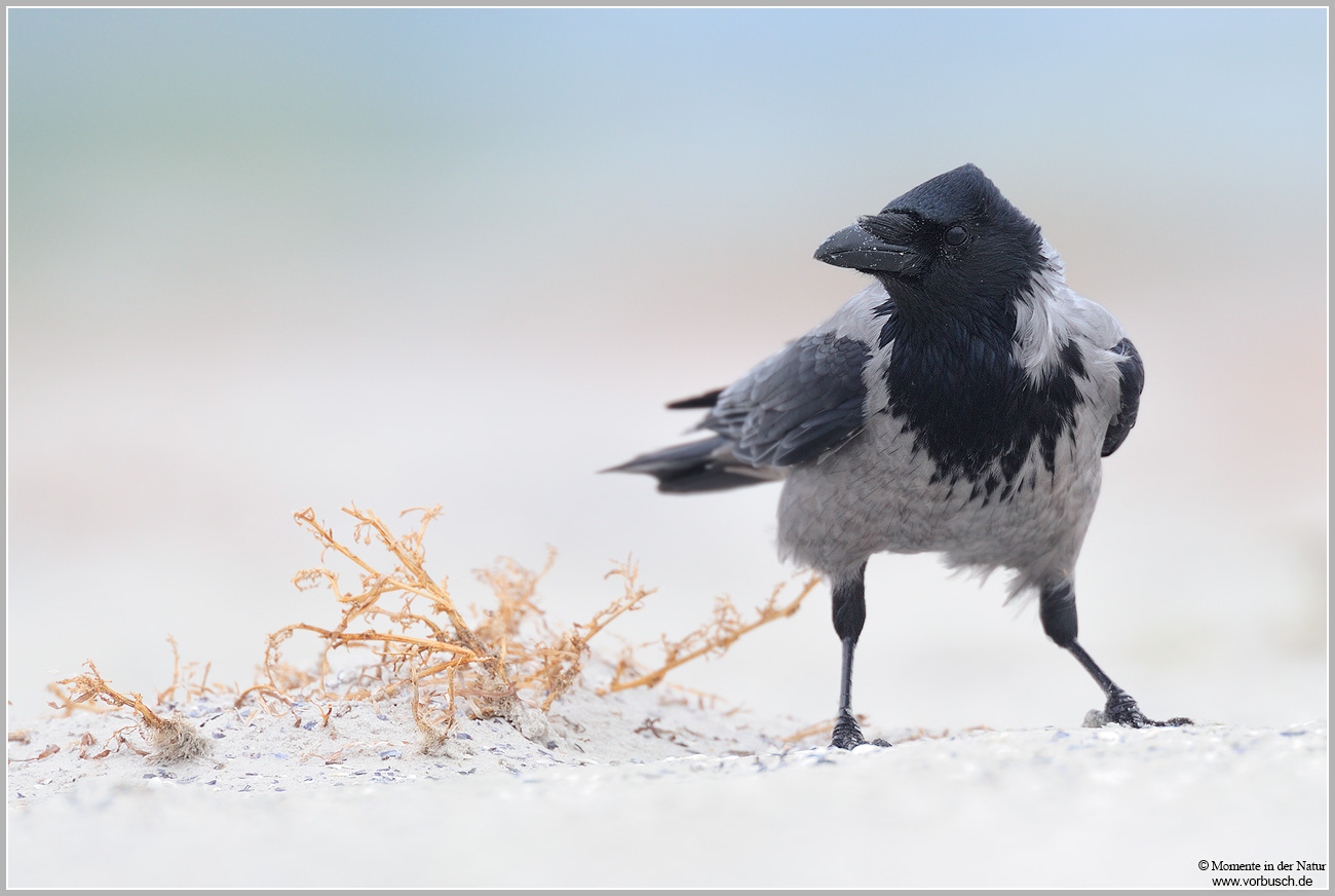 Nebelkrähe-(Corvus-corone-cornix).jpg
