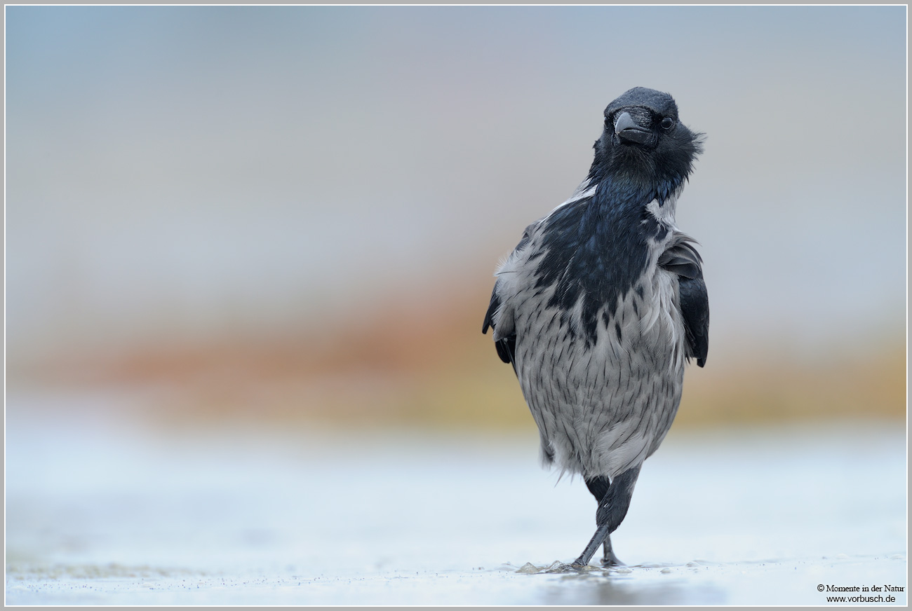 Nebelkrähe-(Corvus-corone-cornix)2.jpg