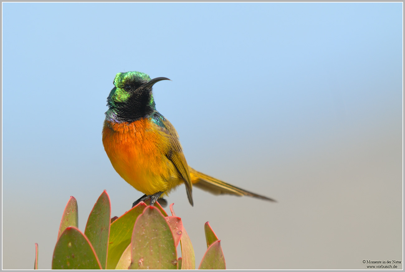 Orange-breasted-Sunbird-(Anthobaphes-violacea).jpg