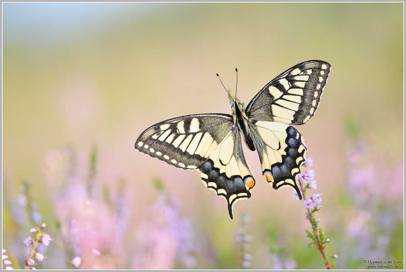 Schwalbenschwanz-(Papilio-machaon)6~0.jpg