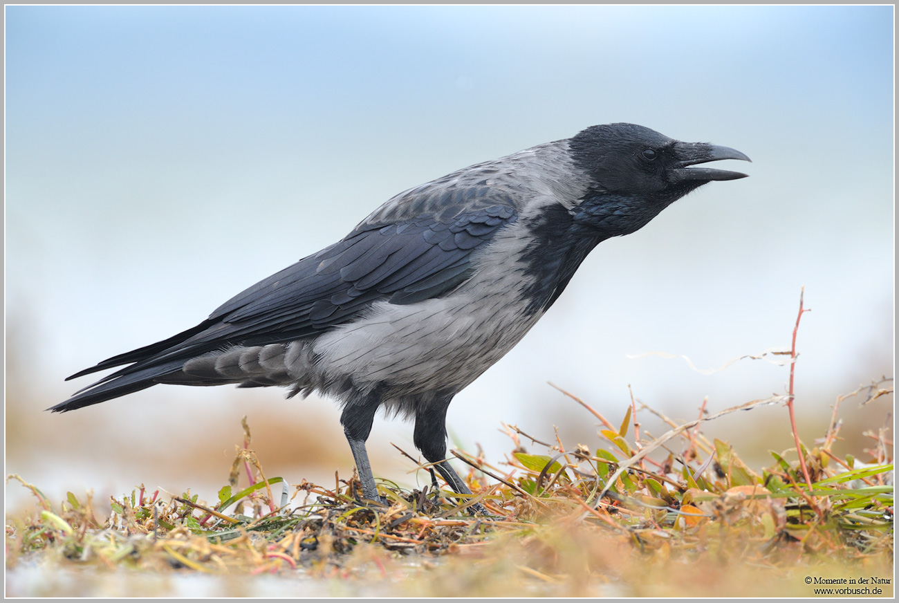 Nebelkrähe-(Corvus-corone-cornix)4.jpg