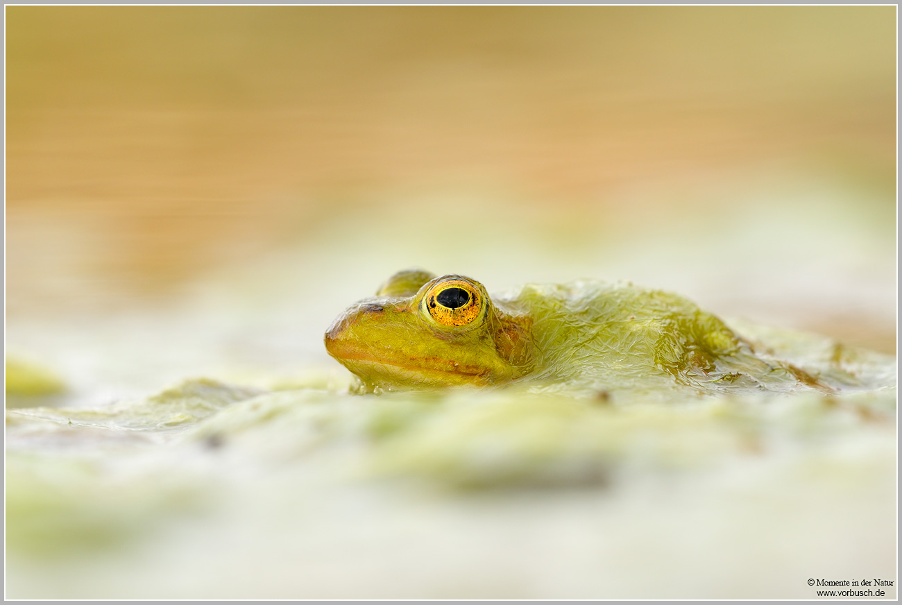 Kleiner Wasserfrosch (Rana lessonae)