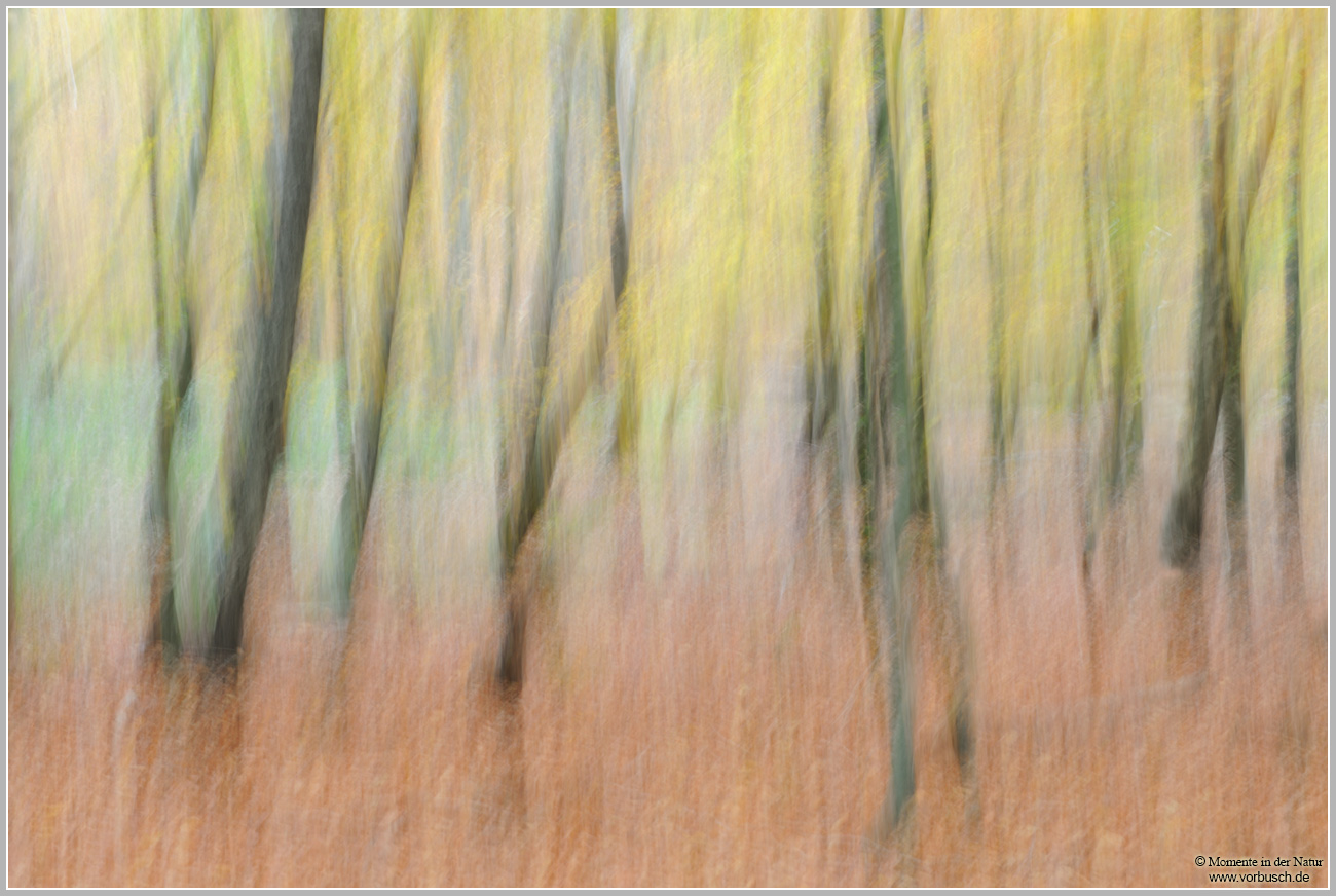 Herbstwald2.jpg