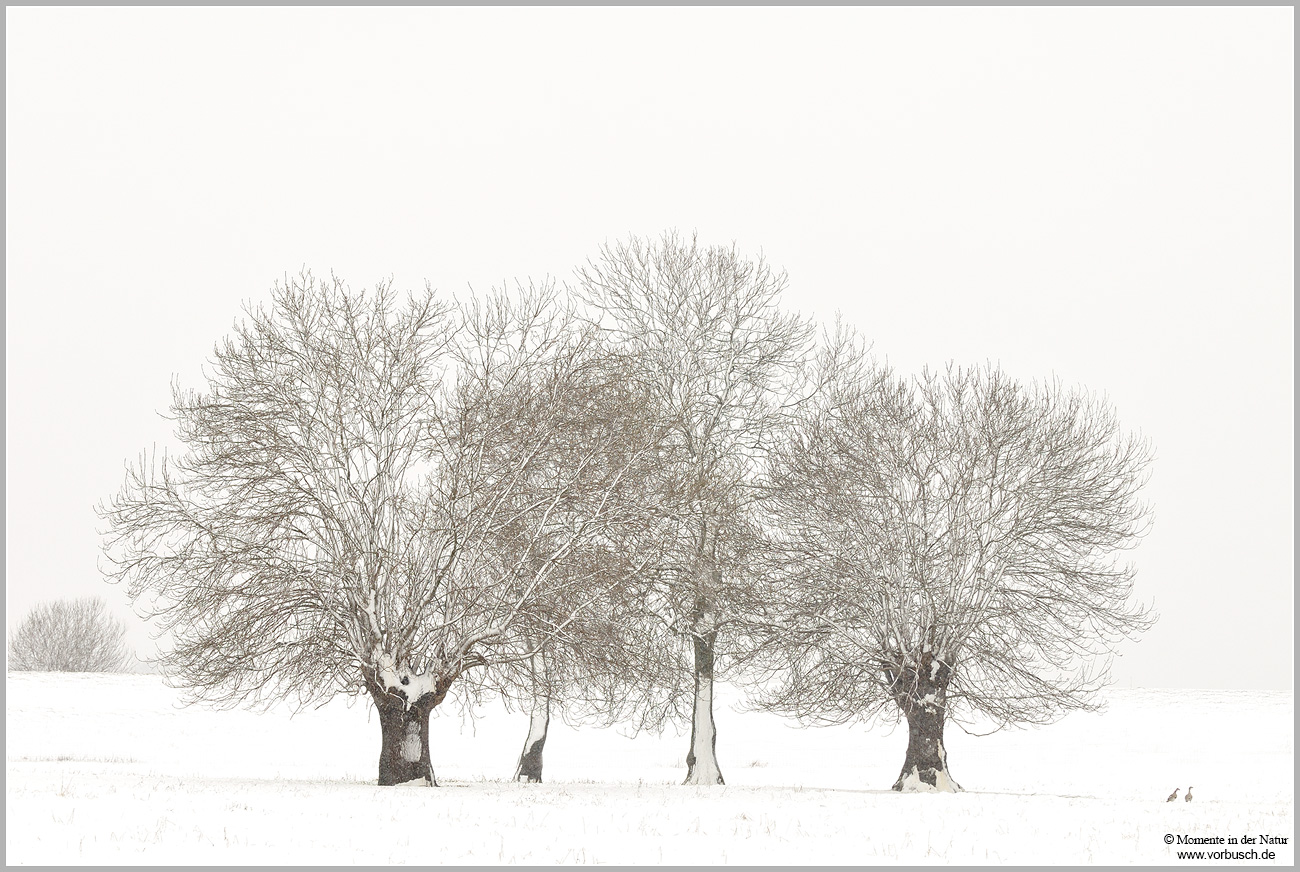 Winterbäume.jpg