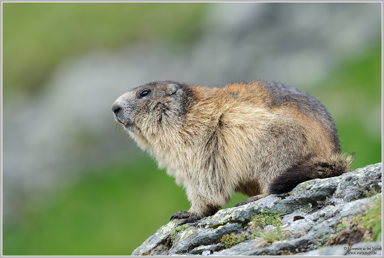 Alpenmurmeltier-(Marmota-marmota)12.jpg