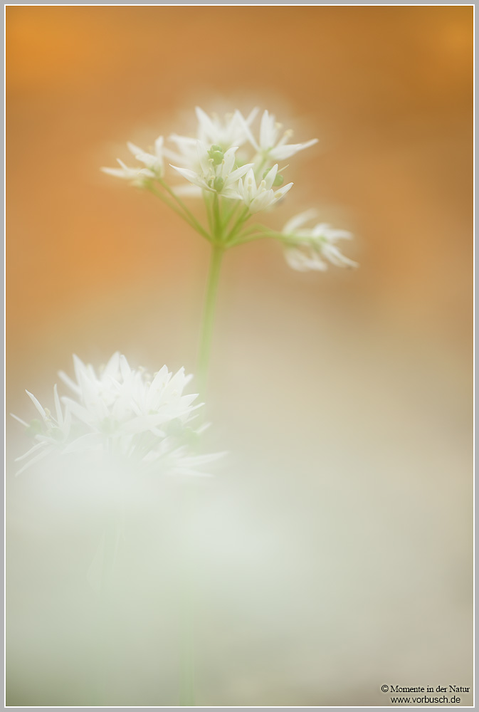 Bärlauch-(Allium-ursinum)2.jpg