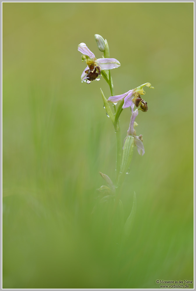 Bienen-Ragwurz-(Ophrys-apifera)~0.jpg