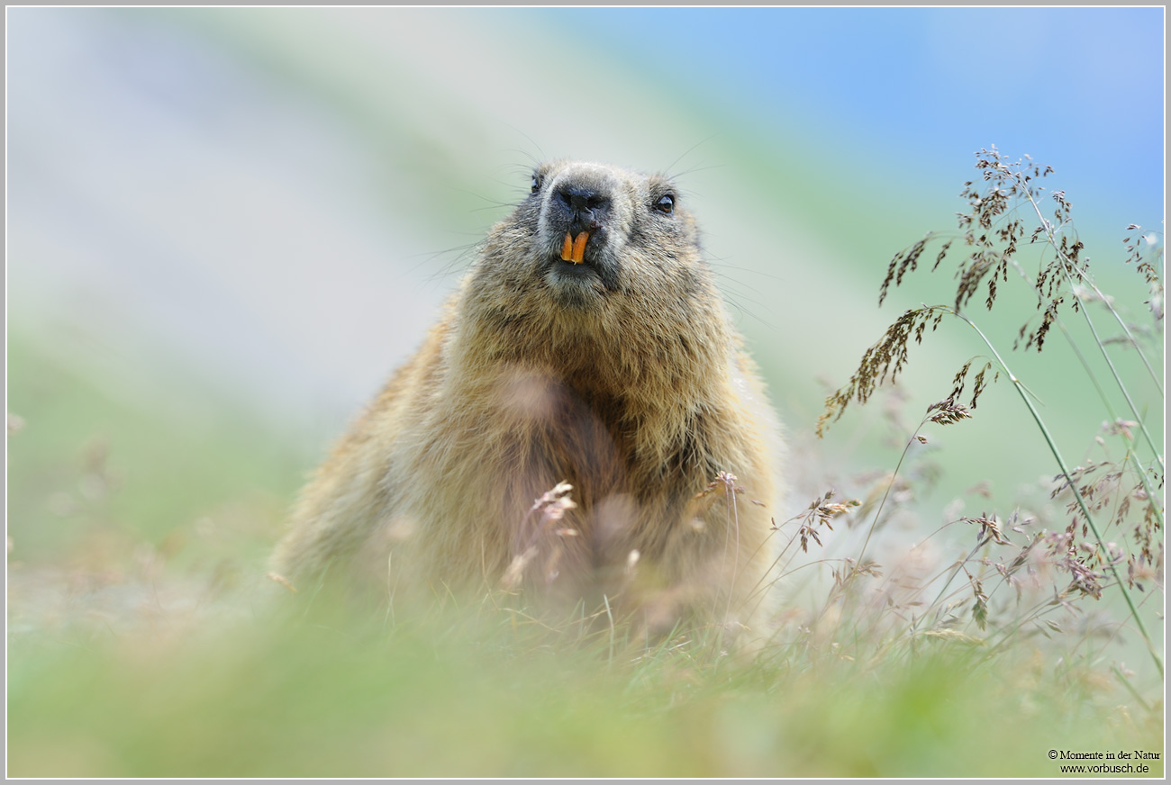 Alpenmurmeltier-(Marmota-marmota)13.jpg