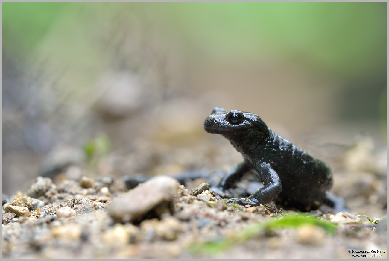 Alpensalamander-(Salamandra-atra).jpg