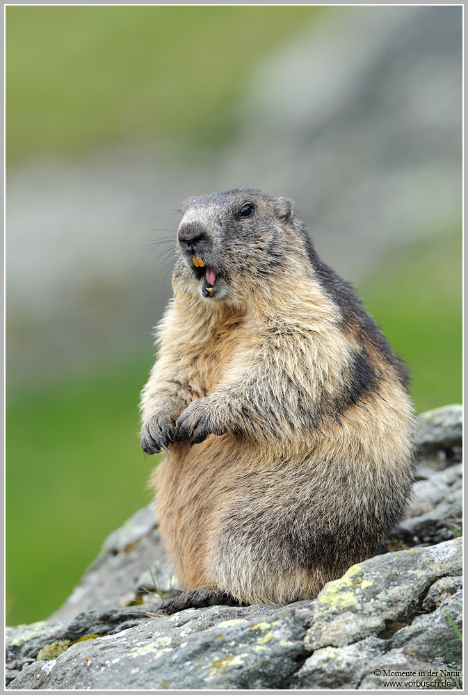 Alpenmurmeltier-(Marmota-marmota)14.jpg