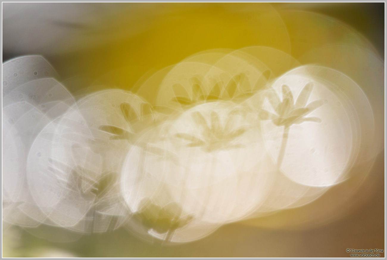 Scharbockskraut-(Ranunculus-ficaria)4.jpg
