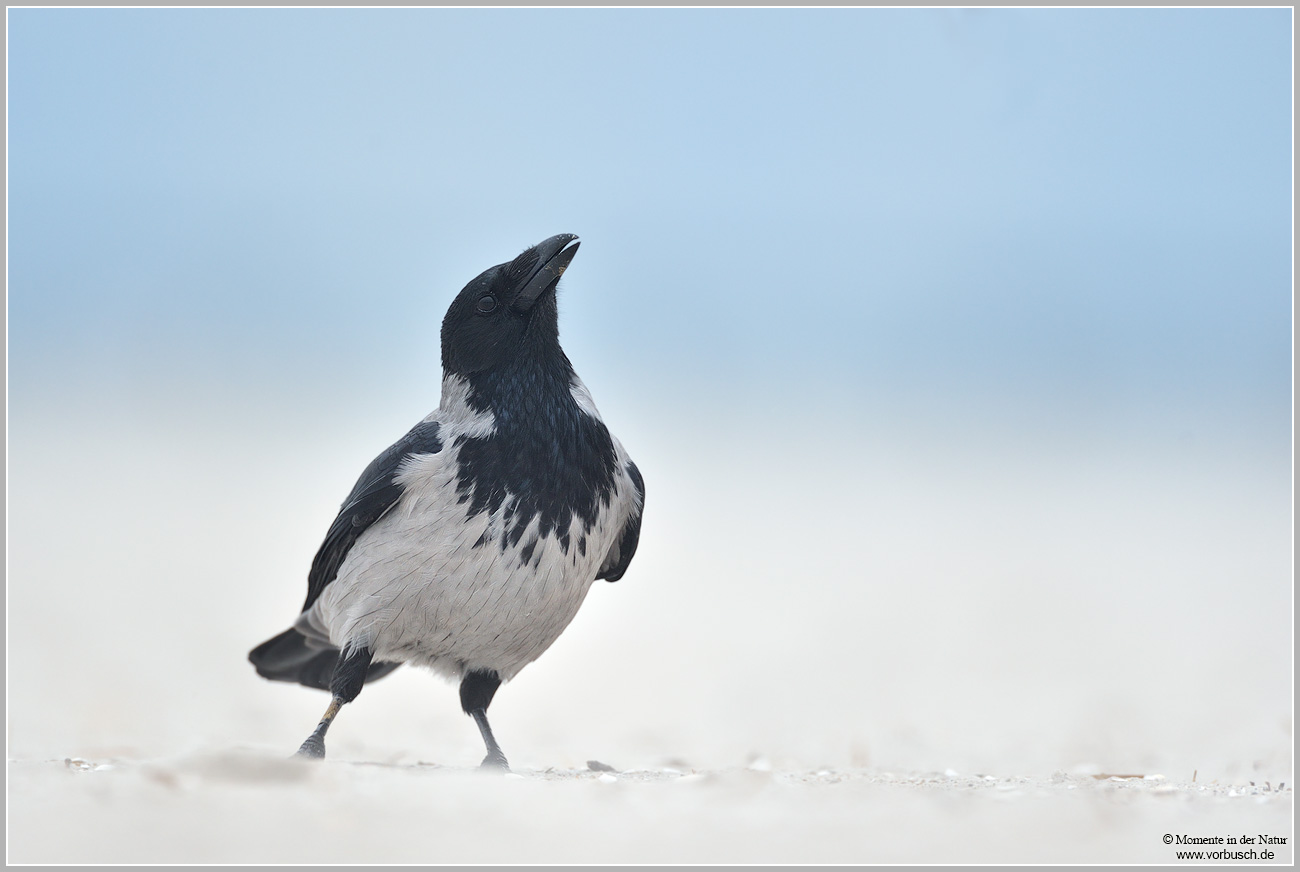 Nebelkrähe-(Corvus-corone-cornix)7.jpg