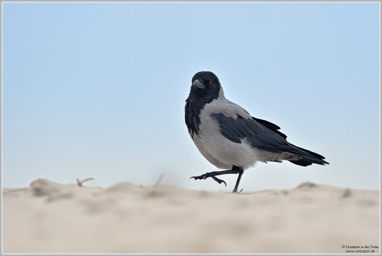 Nebelkrähe-(Corvus-corone-cornix)8.jpg
