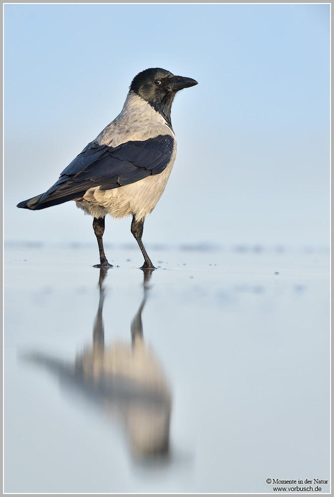 Nebelkrähe-(Corvus-corone-cornix)9.jpg