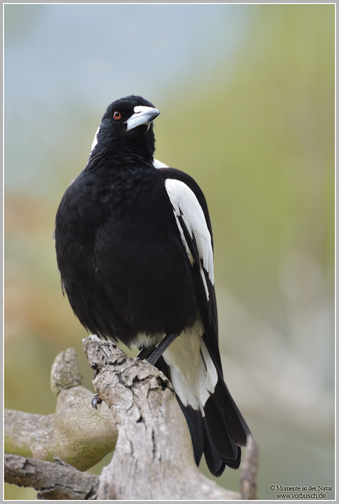 Flötenvogel-Australian-magpie-(Gymnorhina-tibicen).jpg
