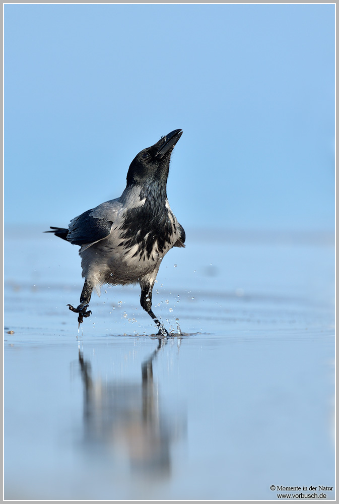 Nebelkrähe (Corvus corone cornix)