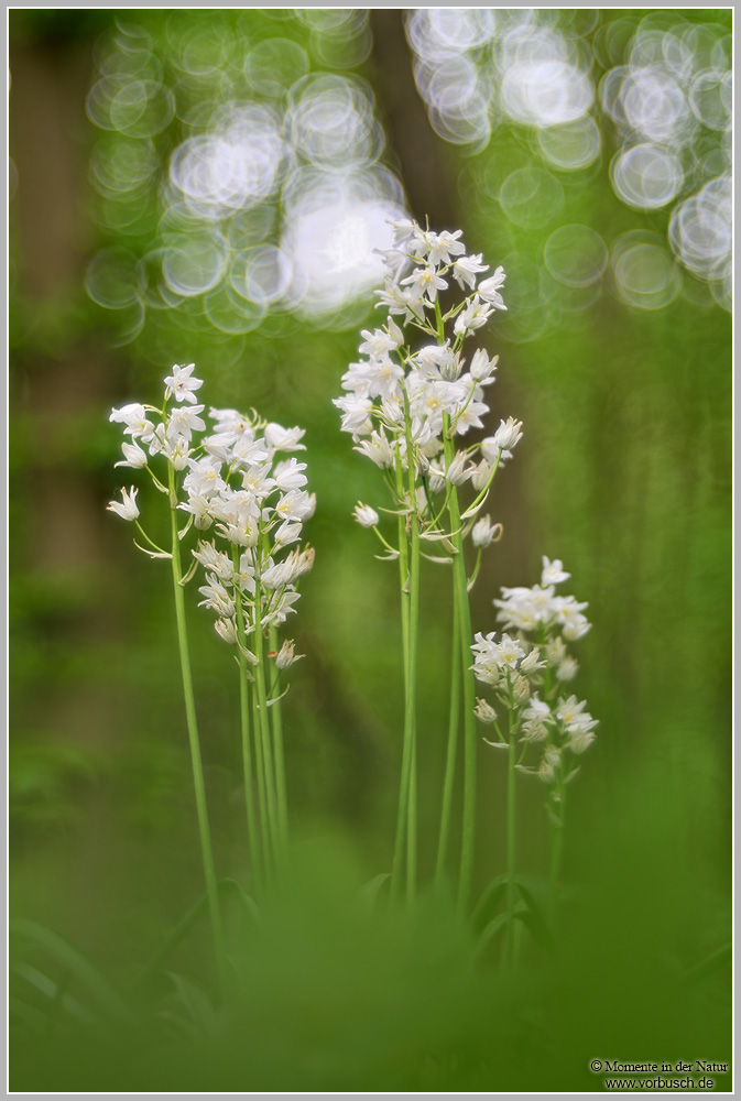 Bärlauch-(Allium-ursinum)3.jpg