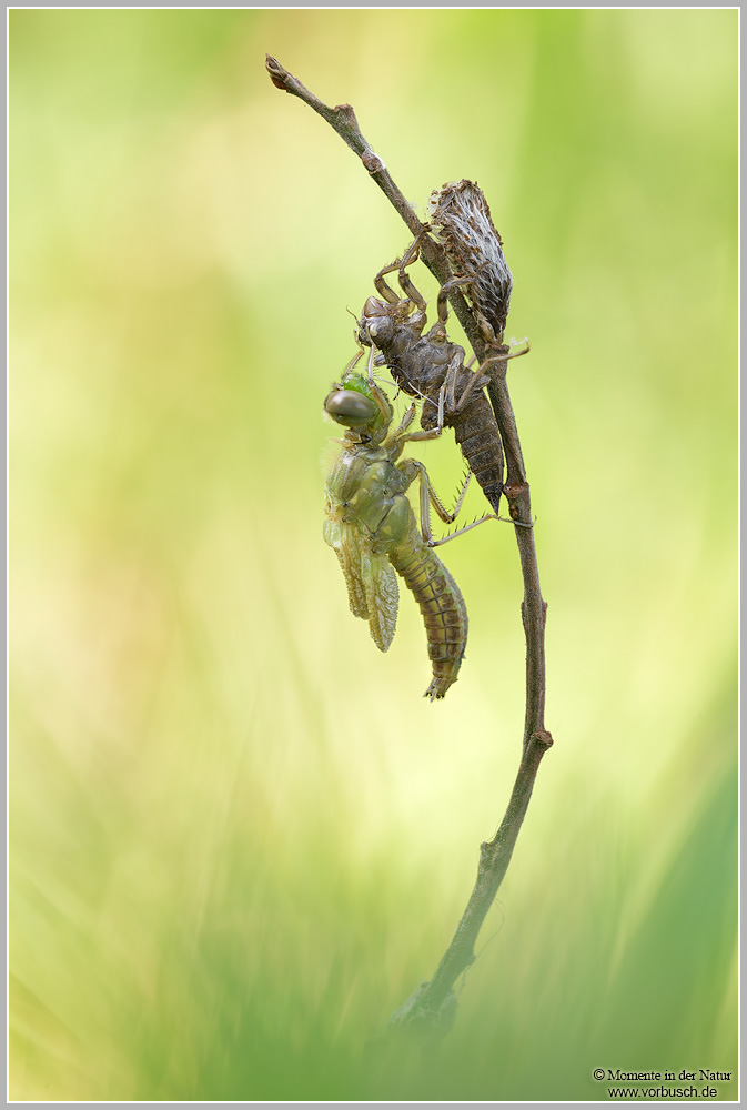 Vierfleck (Libellula quadrimaculata)