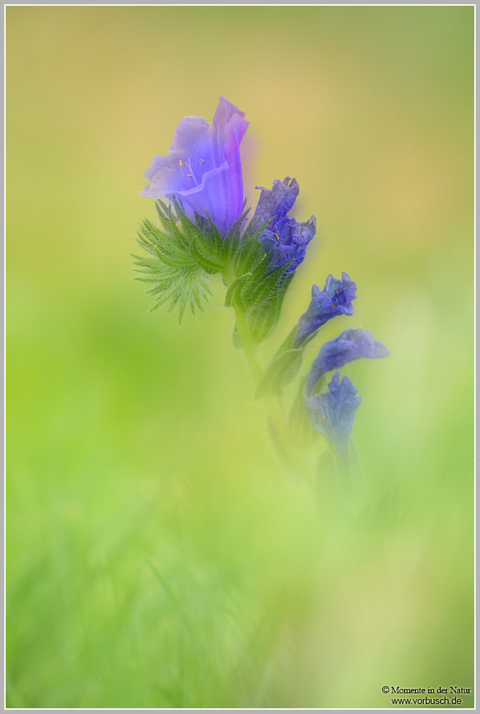 Violetter-Natterkopf-(Echium-plantagineum).jpg