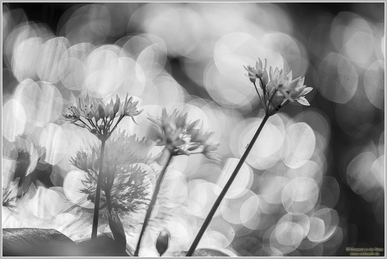 Bärlauch-(Allium-ursinum)4.jpg