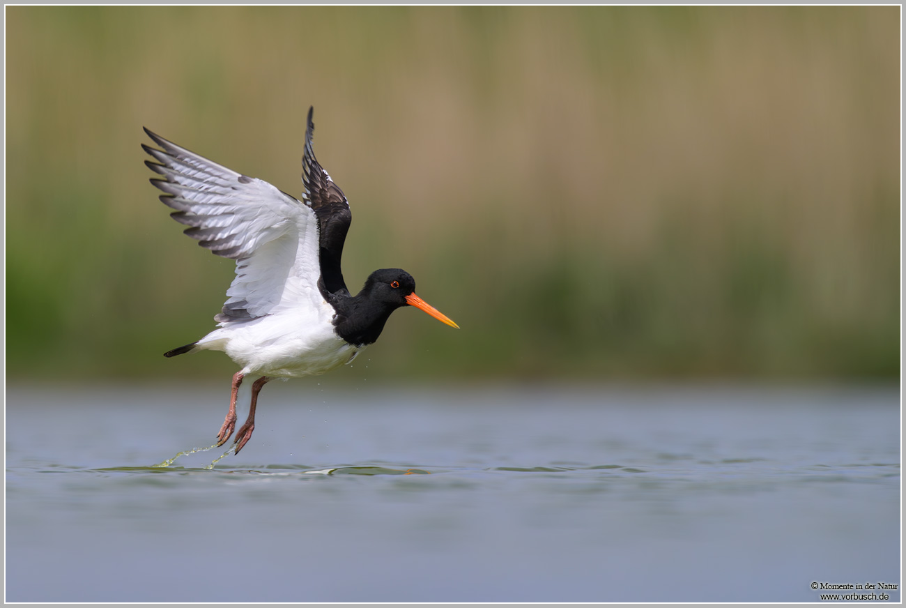 Austernfischer-(Haematopus-ostralegus)37.jpg