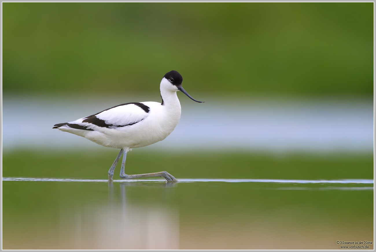 Säbelschnäbler-(Recurvirostra-avosetta)18.jpg